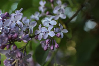Bahar çiçek açar. Güzel bir buket.