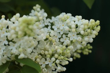 Bahar çiçek açar. Güzel bir buket.