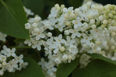 Bahar çiçek açar. Güzel bir buket.