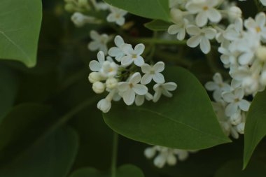 Bahar çiçek açar. Güzel bir buket.