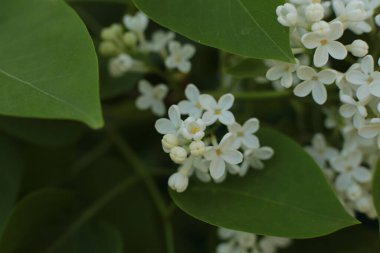 Bahar çiçek açar. Güzel bir buket.