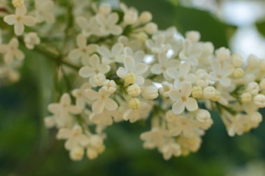 Bahar çiçek açar. Güzel bir buket.