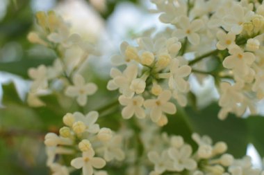 Bahar çiçek açar. Güzel bir buket.