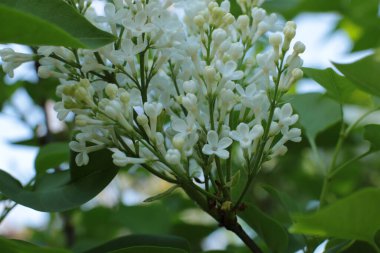 Bahar çiçek açar. Güzel bir buket.