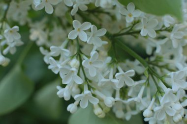 Bahar çiçek açar. Güzel bir buket.