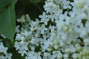 Bahar çiçek açar. Güzel bir buket.