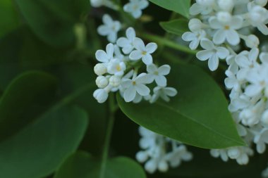 Bahar çiçek açar. Güzel bir buket.
