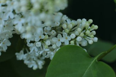Bahar çiçek açar. Güzel bir buket.