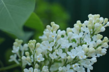 Bahar çiçek açar. Güzel bir buket.