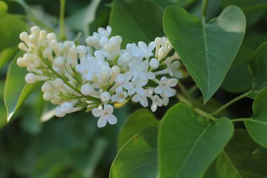 Bahar çiçek açar. Güzel bir buket.