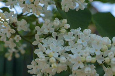 Bahar çiçek açar. Güzel bir buket.