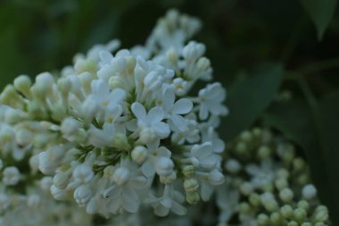 Bahar çiçek açar. Güzel bir buket.