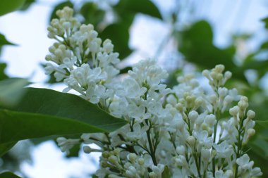 Bahar çiçek açar. Güzel bir buket.