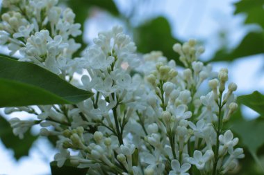 Bahar çiçek açar. Güzel bir buket.