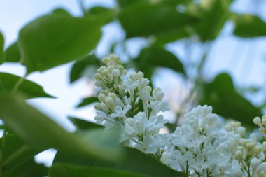 Bahar çiçek açar. Güzel bir buket.