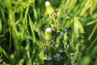 Bahar çiçek açar. Güzel bir buket.