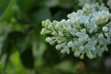 Bahar çiçek açar. Güzel bir buket.