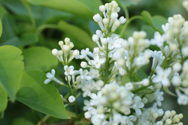 Bahar çiçek açar. Güzel bir buket.