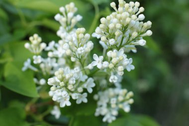 Bahar çiçek açar. Güzel bir buket.