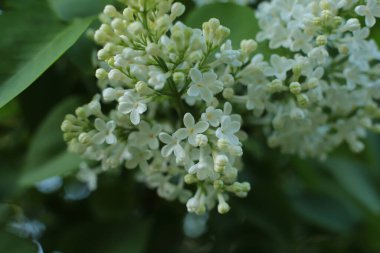 Bahar çiçek açar. Güzel bir buket.