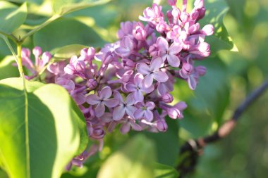 Bahar çiçek açar. Güzel bir buket.