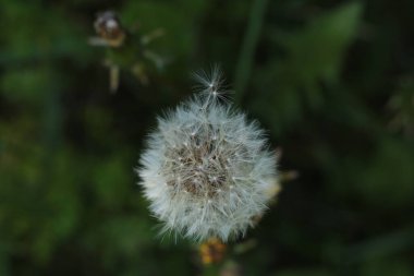 Bahar çiçek açar. Güzel bir buket.