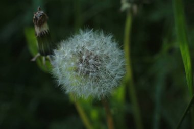 Bahar çiçek açar. Güzel bir buket.