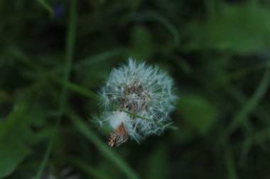 Bahar çiçek açar. Güzel bir buket.