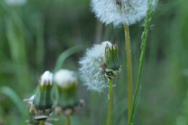 Bahar çiçek açar. Güzel bir buket.