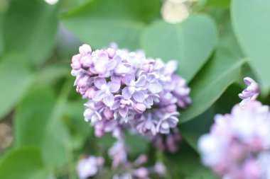 Bahar çiçek açar. Güzel bir buket.