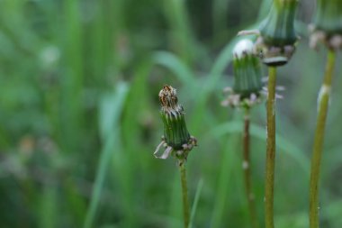 Bahar çiçek açar. Güzel bir buket.