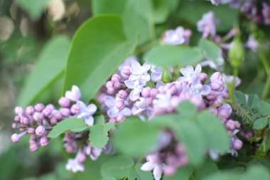 Bahar çiçek açar. Güzel bir buket.