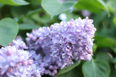 Bahar çiçek açar. Güzel bir buket.