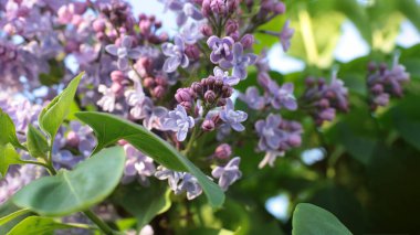 Bahar çiçek açar. Güzel bir buket.