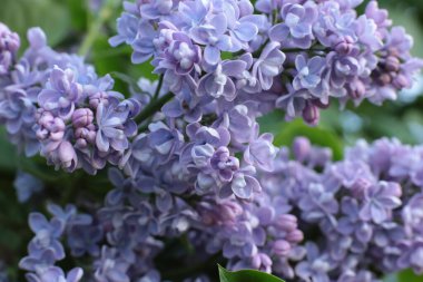 Bahar çiçek açar. Güzel bir buket.