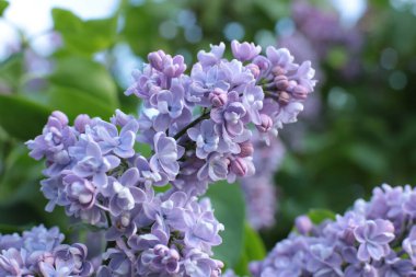 Bahar çiçek açar. Güzel bir buket.