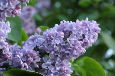 Bahar çiçek açar. Güzel bir buket.