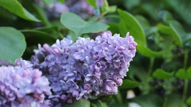 Bahar çiçek açar. Güzel bir buket.