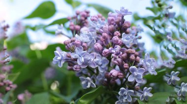 Bahar çiçek açar. Güzel bir buket.