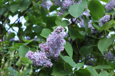 Bahar çiçek açar. Güzel bir buket.