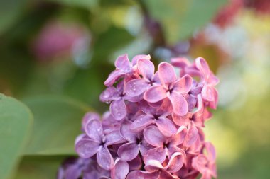 Bahar çiçek açar. Güzel bir buket.