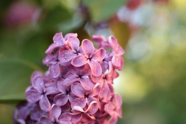 Bahar çiçek açar. Güzel bir buket.