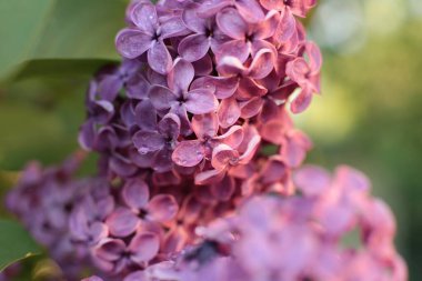 Bahar çiçek açar. Güzel bir buket.