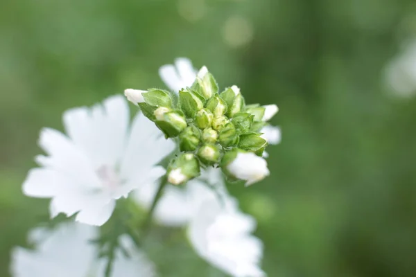 Yaz Çiçeklerinin Cilvesi Güzel Çiçek Açan Makro Fotoğraf — Stok fotoğraf