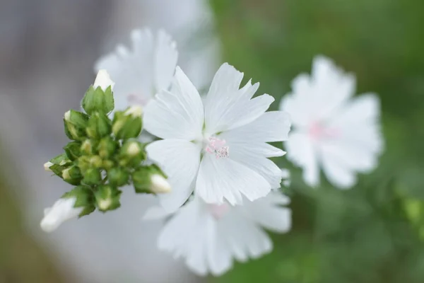 Yaz Çiçeklerinin Cilvesi Güzel Çiçek Açan Makro Fotoğraf — Stok fotoğraf