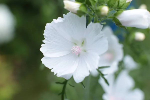 Inflorescência Flores Verão Bela Flor Foto Macro — Fotografia de Stock