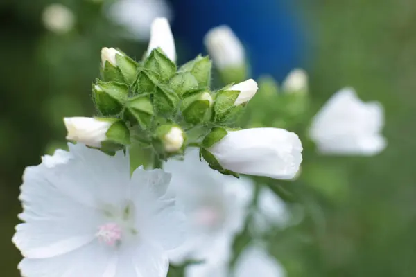 Yaz Çiçeklerinin Cilvesi Güzel Çiçek Açan Makro Fotoğraf — Stok fotoğraf