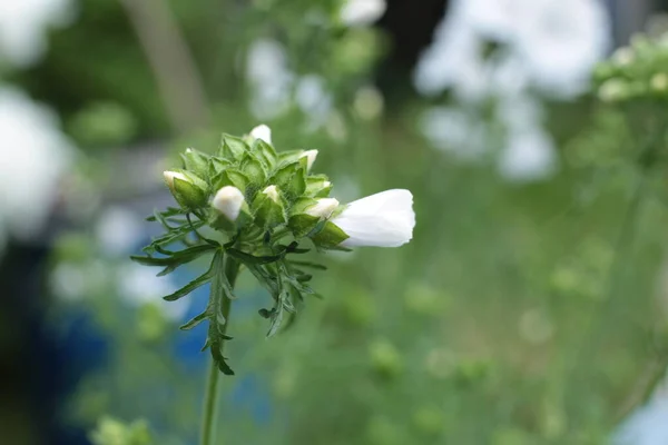 夏の花序美しい花を咲かせ — ストック写真