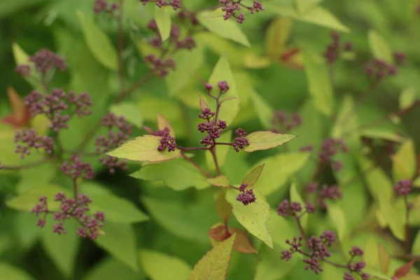 Inflorescência Flores Verão Bela Flor — Fotografia de Stock