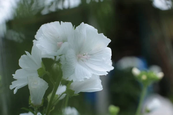 Infiorescenza Fiori Estivi Bella Fioritura — Foto Stock